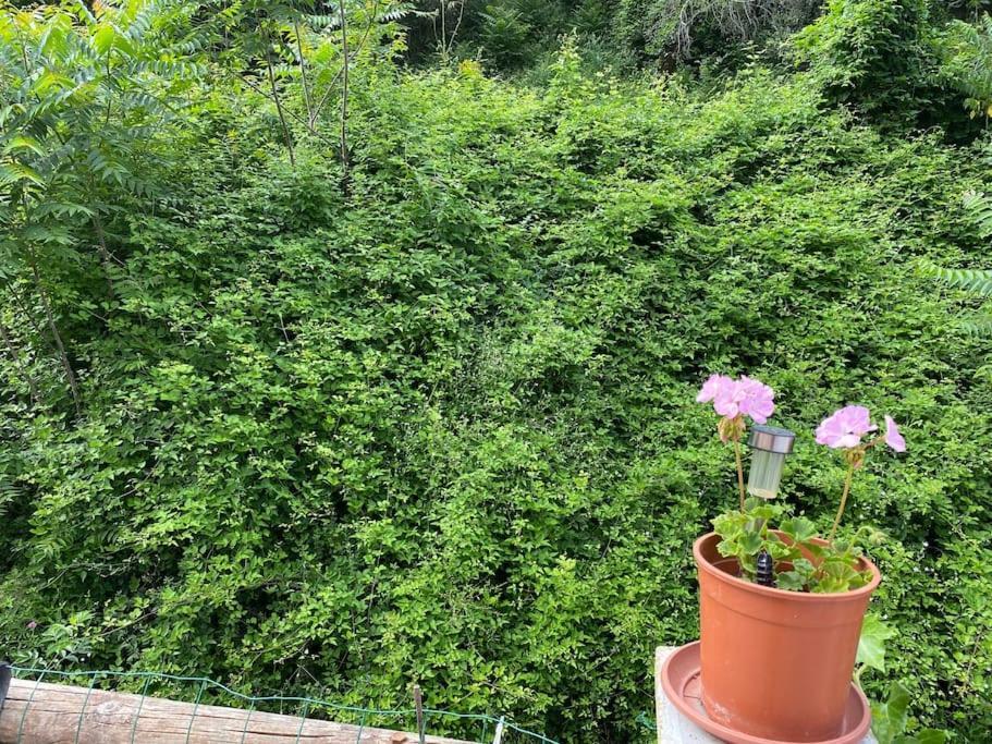 Villa Serenice - F2 Au Calme, Climatise, Wifi Et Parking Gratuit Buitenkant foto